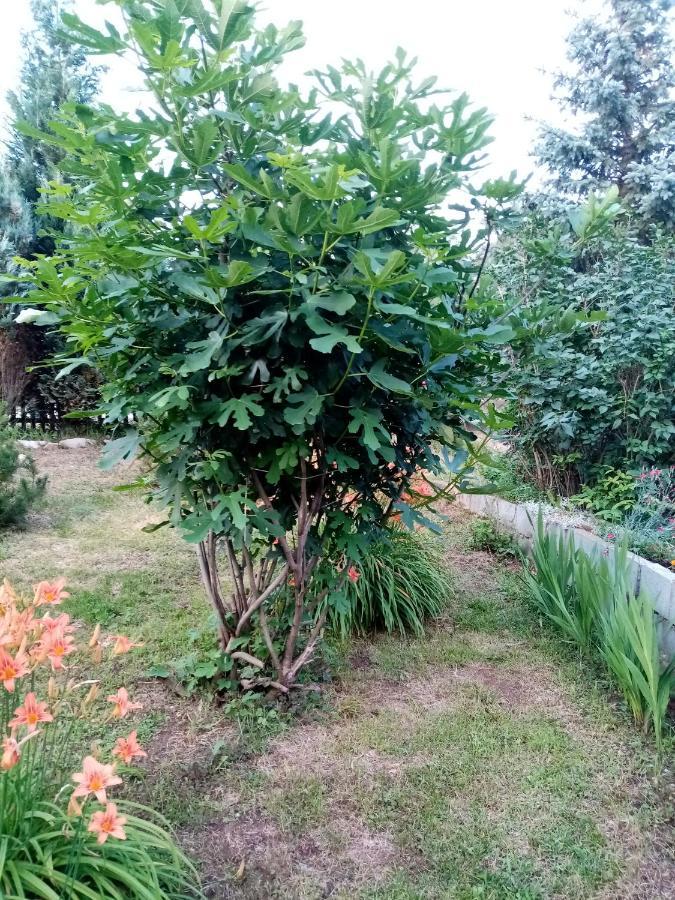 Guesthouse Smiljanic Slavkovica Eksteriør billede